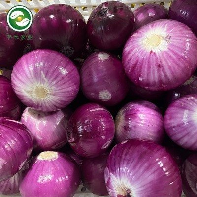 秦皇岛净菜加工厂 鲜切蔬菜加工 圆葱配送 北京天津