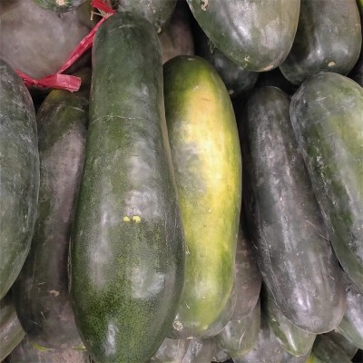 冬瓜白皮冬瓜种子四季春藤粉皮冬瓜种籽春季盆栽冬蔬菜四季