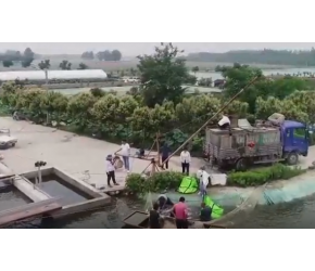 大哥养殖一种奇特的鱼，一条要卖两三百，品种令人吃惊