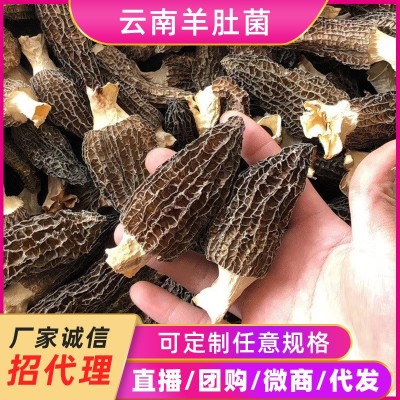 云南香格里拉高山羊肚菌定制