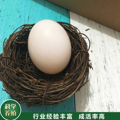 长期供应 五谷杂粮鸽蛋 青年鸽鸽蛋 散养农家鸽蛋