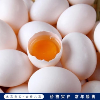 不可孵化鸽蛋 散养农家鸽蛋 成年鸽鸽蛋 供应销售