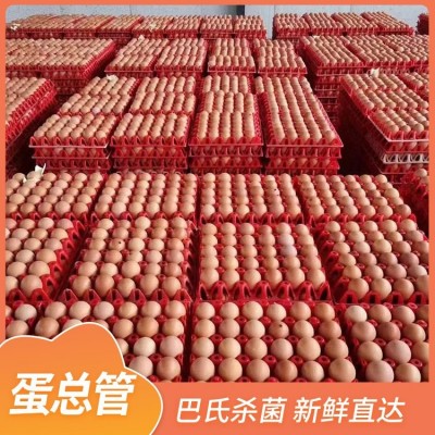 蛋总管农业营养土鸡蛋 直售新鲜农家鸡蛋自有农场 量大优