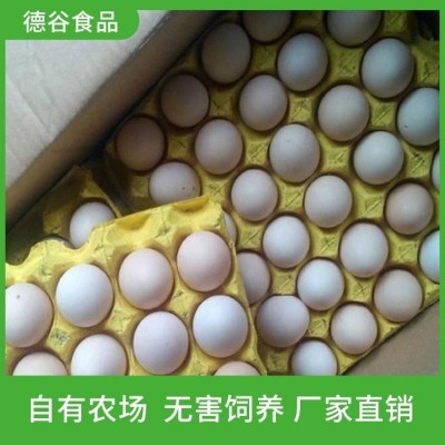 柴鸡蛋批发基地_土鸡蛋厂家批发_德谷食品_节日礼盒装