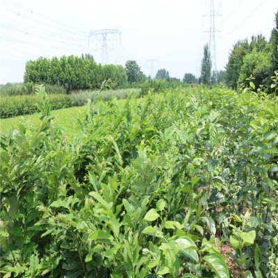 板栗苗 板栗苗价格一棵 板栗树苗 板栗树苗价格一棵