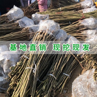 核桃种子,供应核桃种子,鼎立薄壳核桃 优质商家