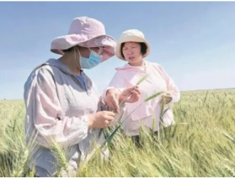 第八师石河子市粮食生产实现面积、单产、总产“三增”的背后