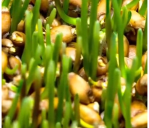 小麦种植方法，现代农业：小麦的种植与收获