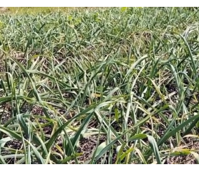 种植大蒜高产的“秘诀”，原来只需这样做，后期增产还没病害