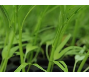 空心菜的一生｜现代农业种植和收蕹菜