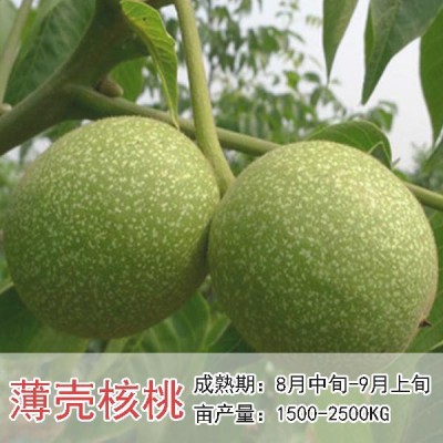 淄博周村核桃种植_淄博周村重兴泰种植专业合作社