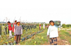 平舆：特色种植带动农民增收致富