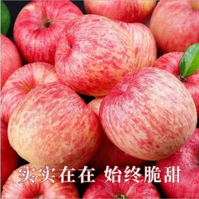 山东苹果较新供应价格