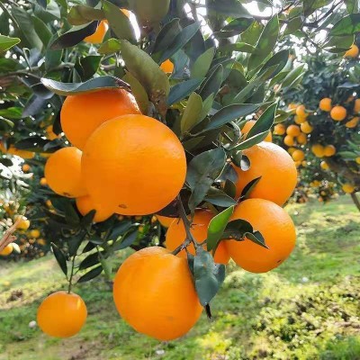 深圳水果配送批发，进口水果的经销和批发公司