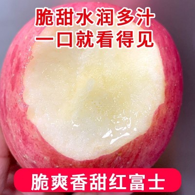 陕西红富士苹果洛川红富士优质供应价格电议