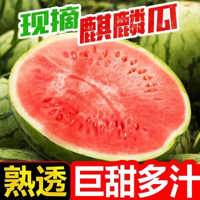 吉林双城堡西瓜申请刘进