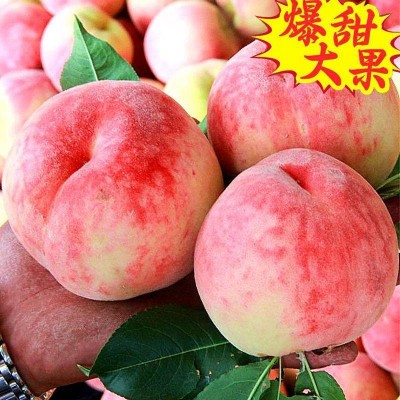 毛桃市场,枣阳桃子批发基地,毛桃