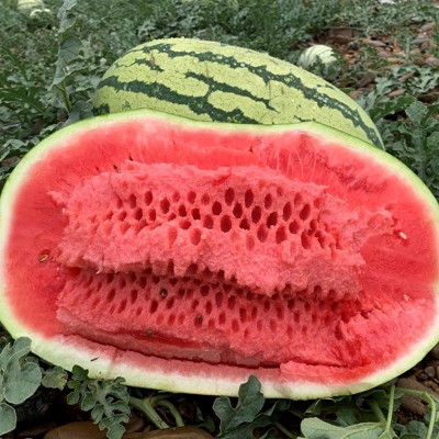 硒砂瓜申请|硒砂瓜申请价格|宁夏戈壁滩硒砂瓜销售 优质商家
