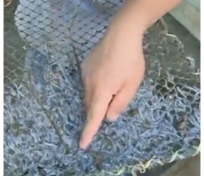泥鳅的养殖技术