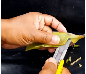 科普香蕉树的种植方法：从香蕉果实中长出香蕉树