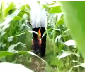 农用必备微耕机除草机！