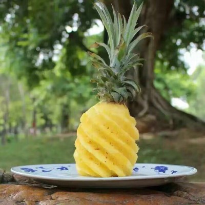 长沙菠萝蜜新鲜热带水果木菠萝 现摘现发货源充足