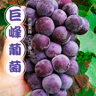 江苏葡萄**新型拉线价格