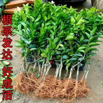 枳壳苗与香橙苗种植的六大区别详情请面谈