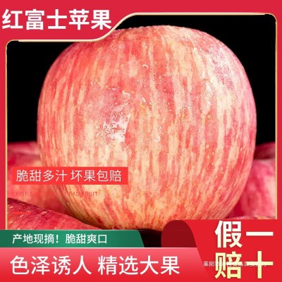 红星苹果产地价格是价格