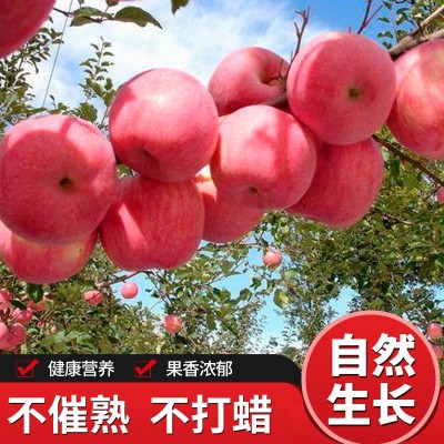 河北红富士苹果苗 高产品种