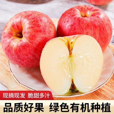 山东栖霞谊缘苹果申请处