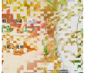 水稻育苗技术