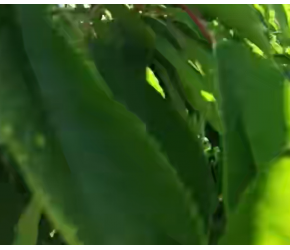 大樱桃卡门树形，看看现代农业种植技术培育的樱桃