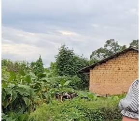 秋季辣椒种植新技巧，只需动手打一打，后续辣椒成串结产量翻倍