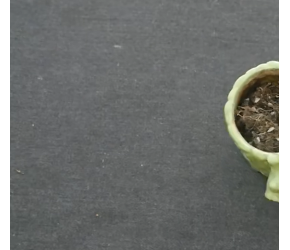 种植生姜有诀窍，掌握这种方法，饱满又高产，成片成片的结