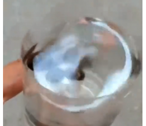碗莲种植技术