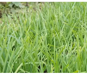 农村种植韭菜有方法，地里喷点它，韭菜蹭蹭长叶片宽又厚，学学