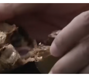 罗汉果的一生｜现代农业种植和收获罗汉果
