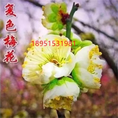 蓬溪矮晚柚供应-蓬溪矮晚柚-正宗蓬溪矮晚柚盆景