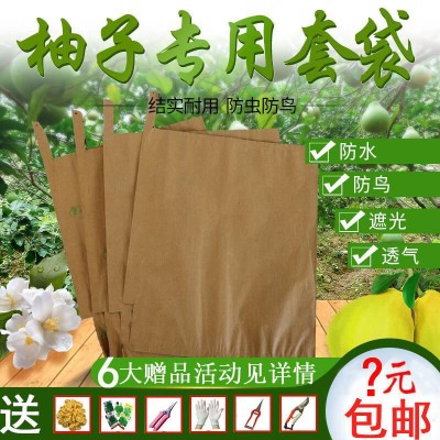山东三级果套袋梨-石家庄苗爱发生态科技-三级果套袋梨全国发货