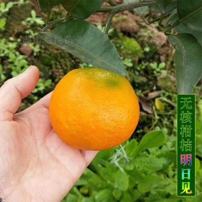 松滋柑橘苗-欣峰苗木-柑橘苗基地