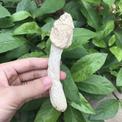 新烘烤竹荪菇蕾干货500g不开伞竹笙无裙杆子不硫熏农家货特产