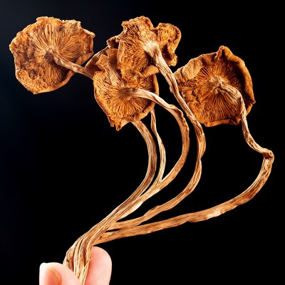 茶树菇批发云南茶树菇干货源头基地大量直供散装干蘑菇大货供应