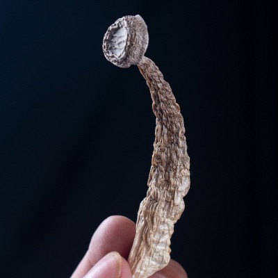 鹿茸菇云南菌菇厂家产地源头批发食用菌菇蘑菇干货特产代发