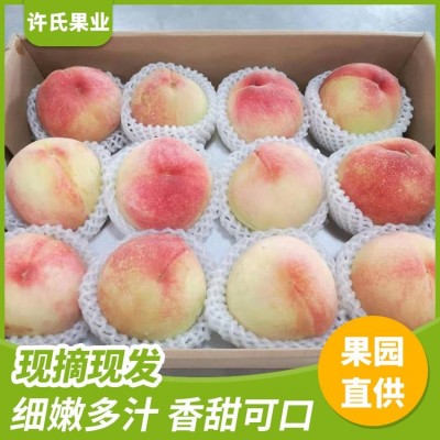 晚大湖景阳山水蜜桃批发 树苗果苗 果园产地直发 全国直供