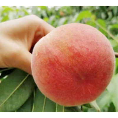正宗阳 山水蜜桃霞辉6号批发 果园直发树苗果苗 自家果园