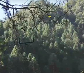 农村大叔用剁花法种植香菇，产出的香菇品质高供不应求
