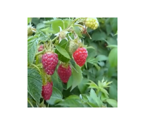 娇嫩的树莓，你知道怎么种植的吗？