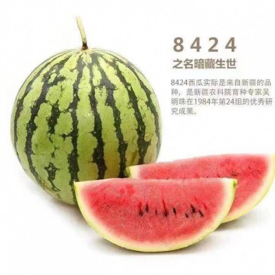 美都8424嫁接西瓜苗甜瓜苗西瓜嫁接苗