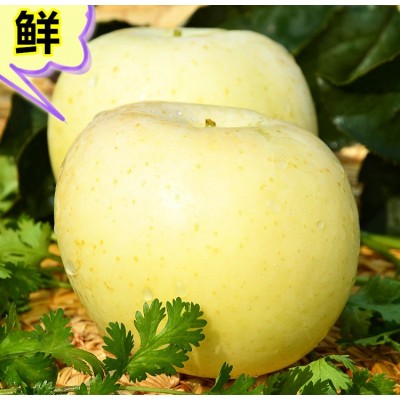 脆甜山东烟台黄金奶油富士苹果新鲜水果栖霞黄色白色苹果包邮代发